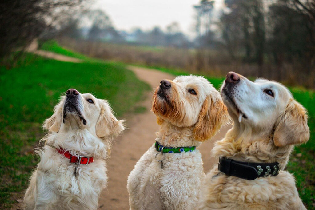 3 dogs awaiting homemade pet treats
