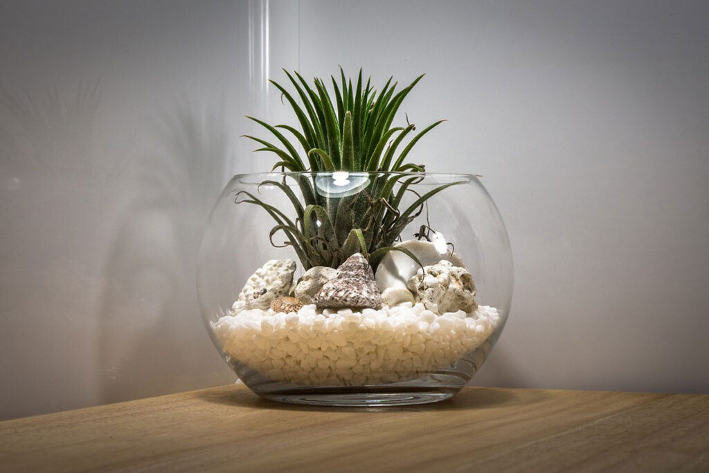 Make a Simple DIY Plant Terrarium