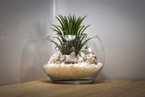 Read more about the article Make a Simple DIY Plant Terrarium