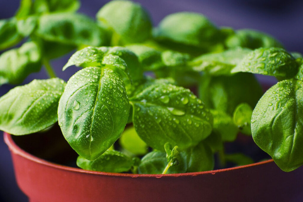 Grow Your Own Herbs Indoors