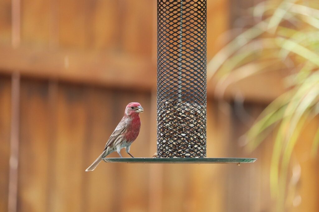 DIY bird feeder