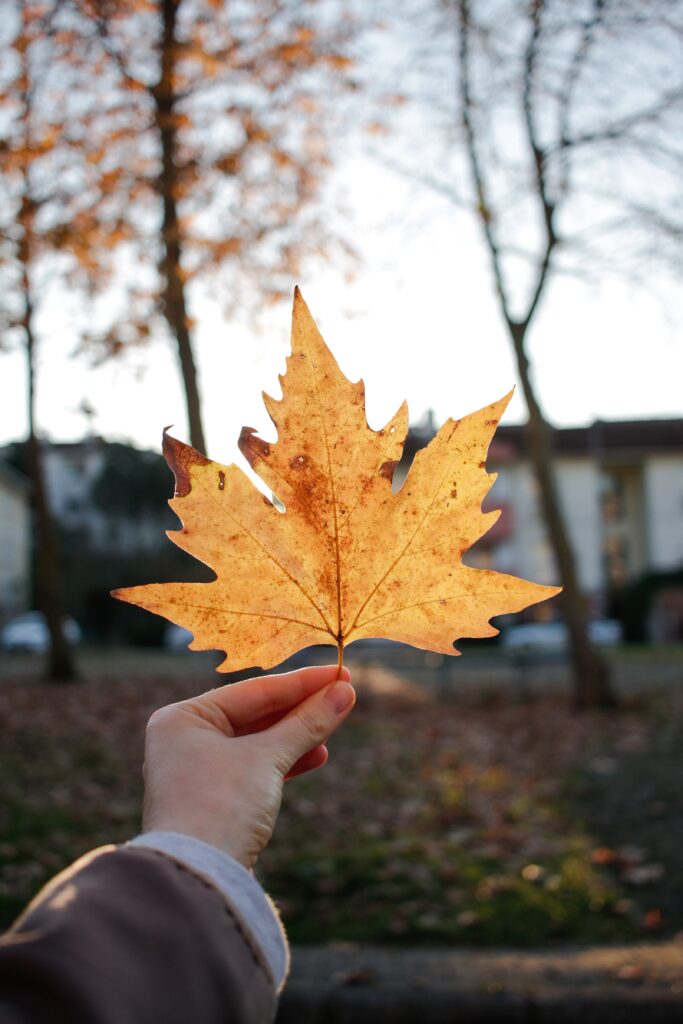 person holding up leaf