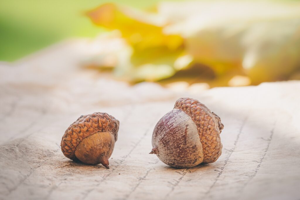 two acorns