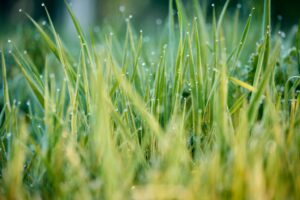 Read more about the article 3 Lawn Care Tips You Can Use in a Drought
